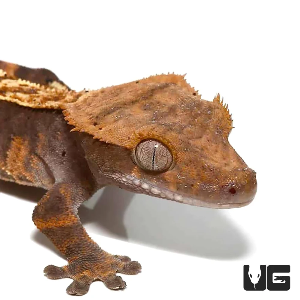 Pumpkin Cappuccino Pinstripe Crested Gecko