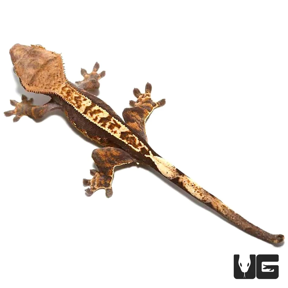 Pumpkin Cappuccino Pinstripe Crested Gecko - Image 2