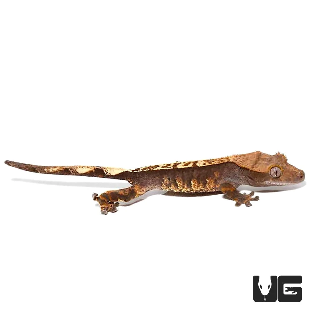 Pumpkin Cappuccino Pinstripe Crested Gecko - Image 3