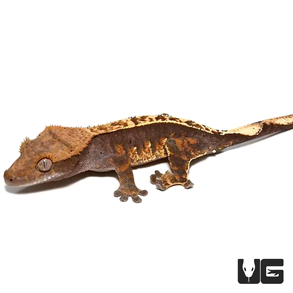 Pumpkin Cappuccino Pinstripe Crested Gecko - Image 4