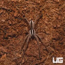 Rabid Wolf Spider