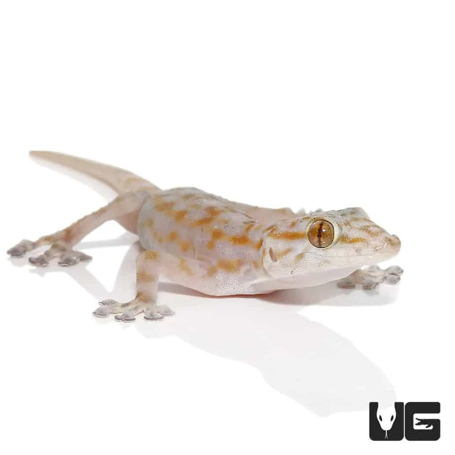 Ragazzi’s Fan Footed Gecko