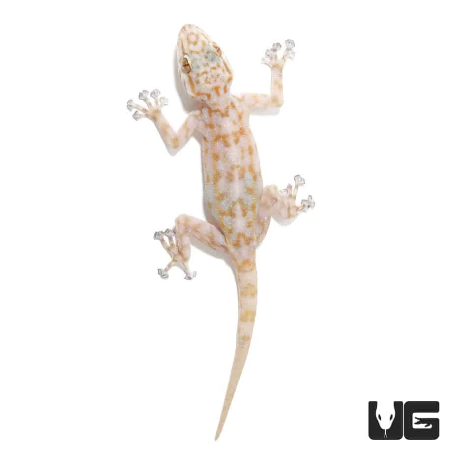Ragazzi’s Fan Footed Gecko - Image 2