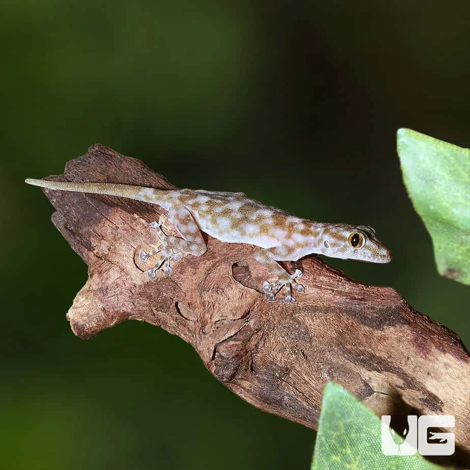 Ragazzi’s Fan Footed Gecko - Image 4