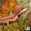 Baby Red Brown Basilisk