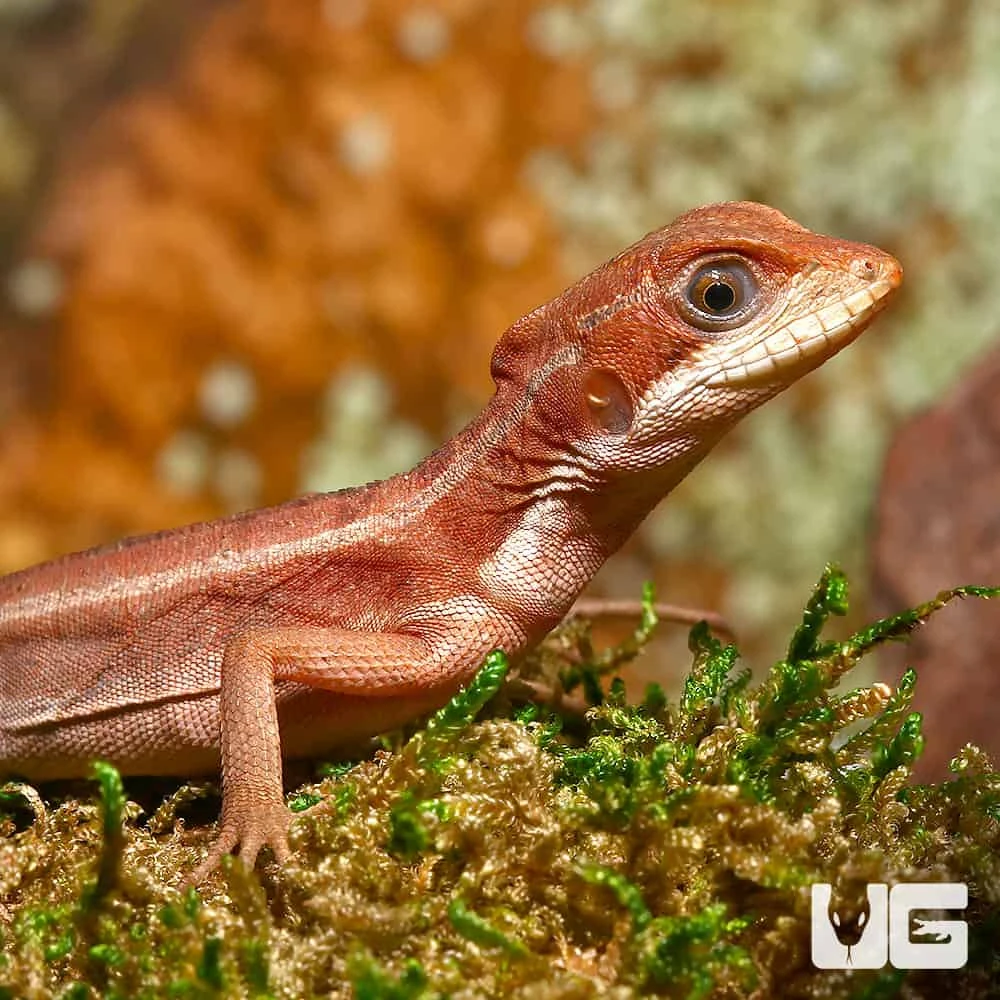 Baby Red Brown Basilisk