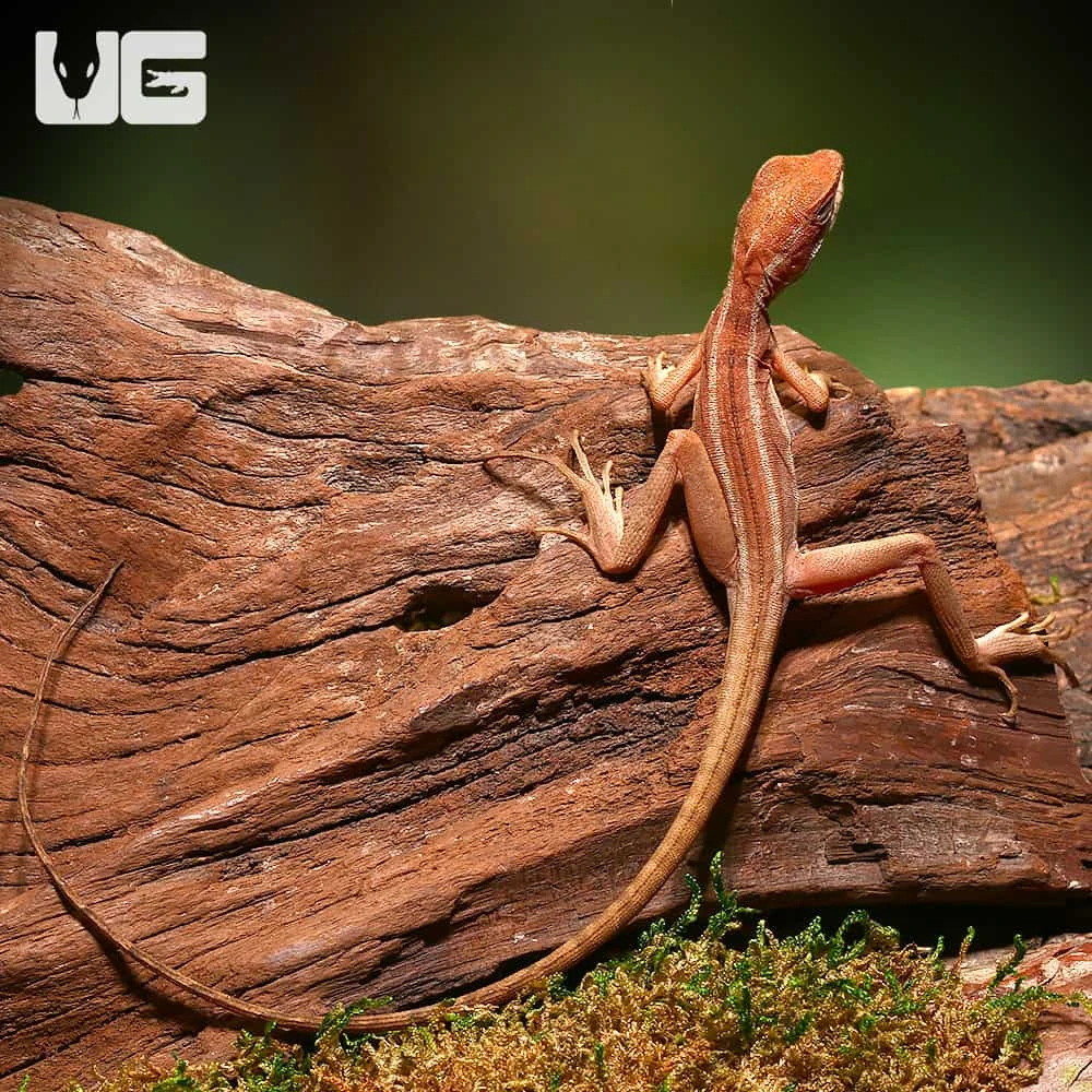 Baby Red Brown Basilisk - Image 2
