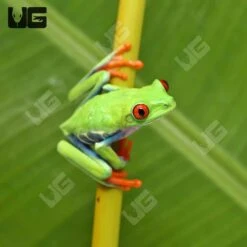 Red Eye Tree Frog