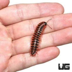 Red Flat Millipede