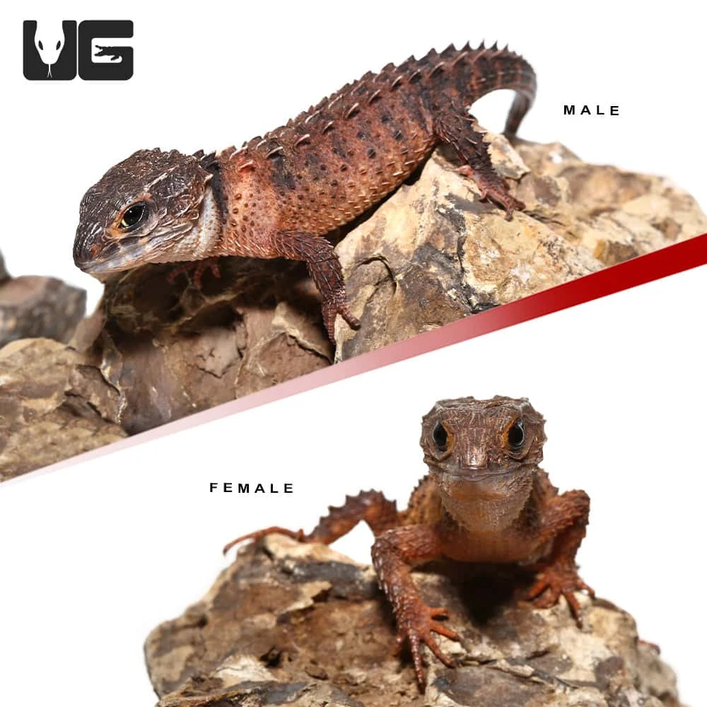 Red Phase White Eyed Crocodile Skink Pair - Image 3