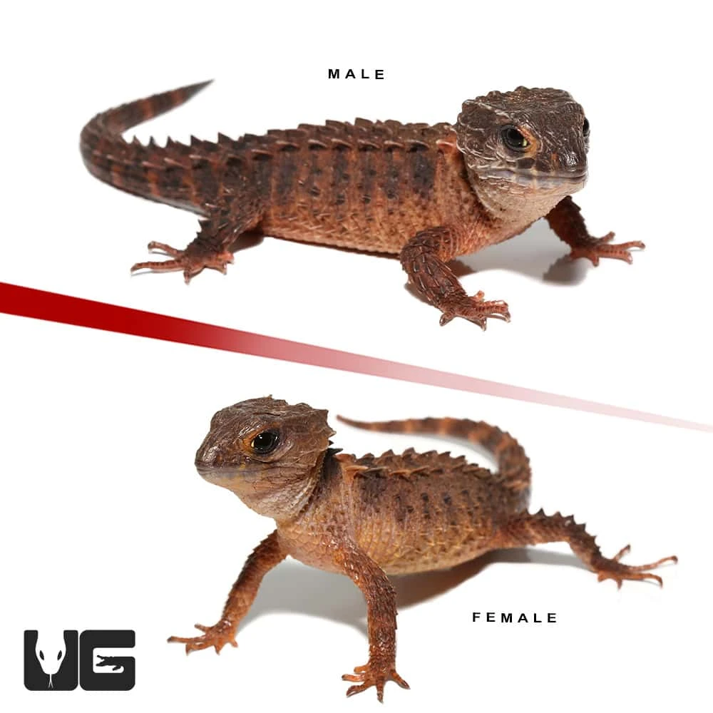 Red Phase White Eyed Crocodile Skink Pair - Image 2