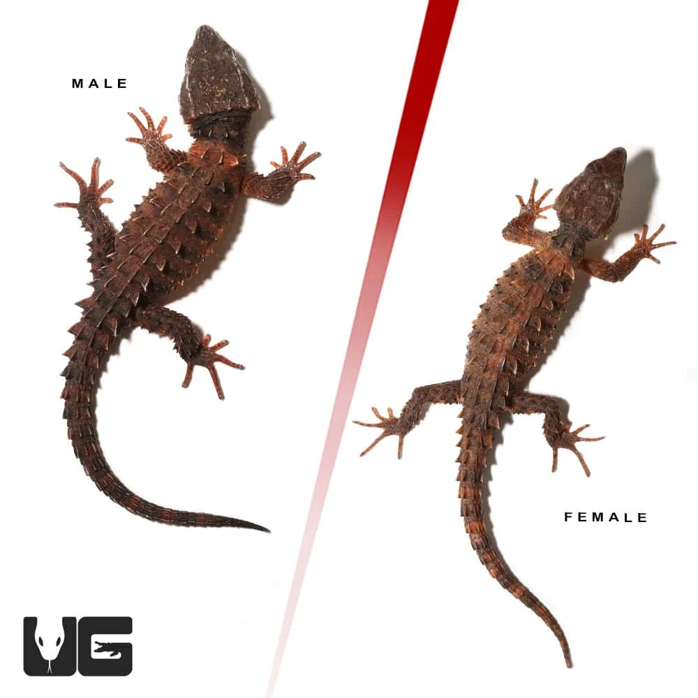 Red Phase White Eyed Crocodile Skink Pair - Image 4