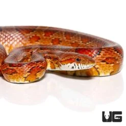 Adult Female Red Ratsnake (Nip Tail)