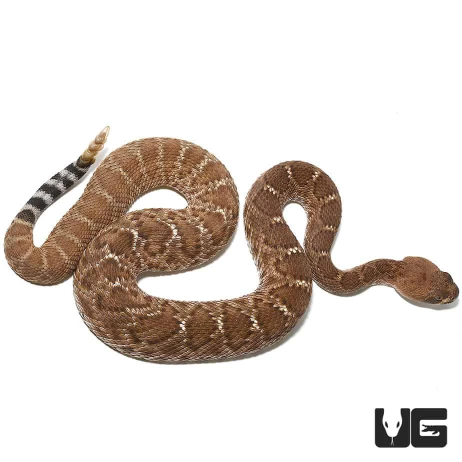 Juvenile Red Rattlesnake - Image 2