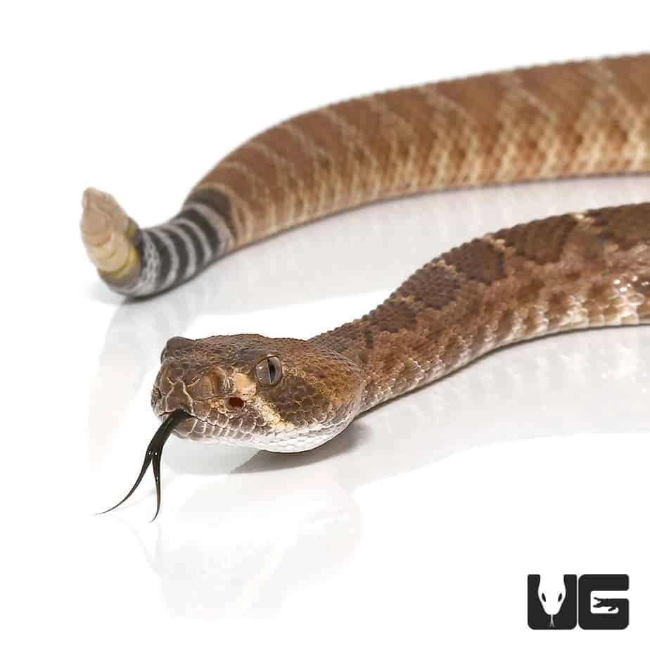 Juvenile Red Rattlesnake - Image 4