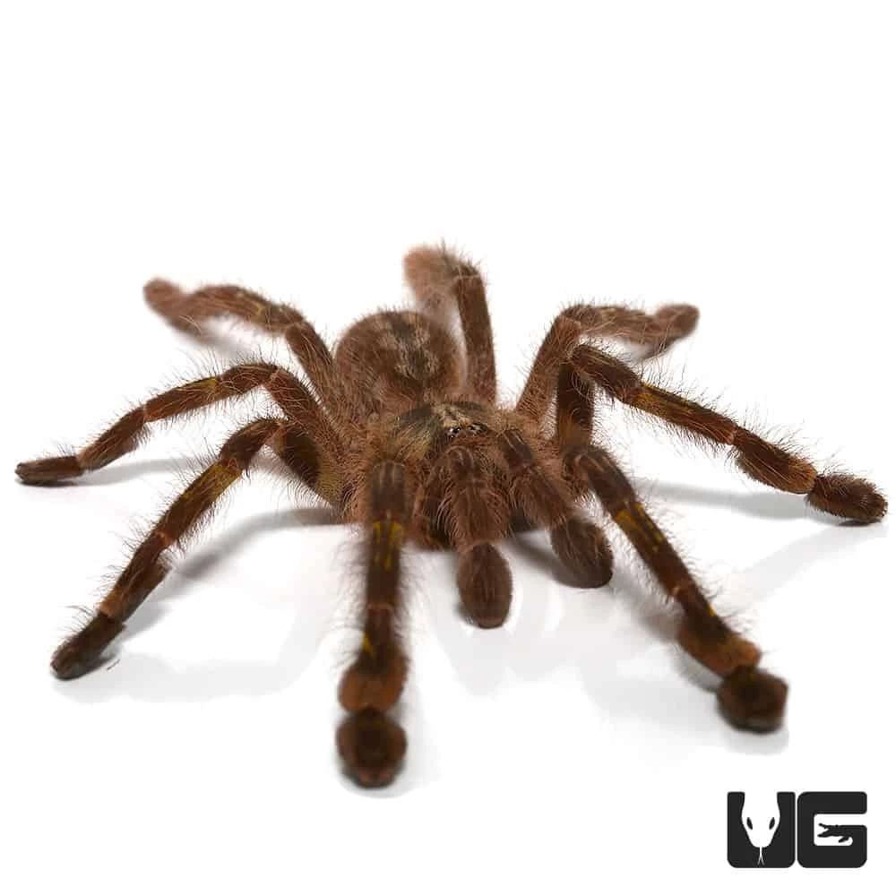 Redslate Ornamental Tarantula (3”)