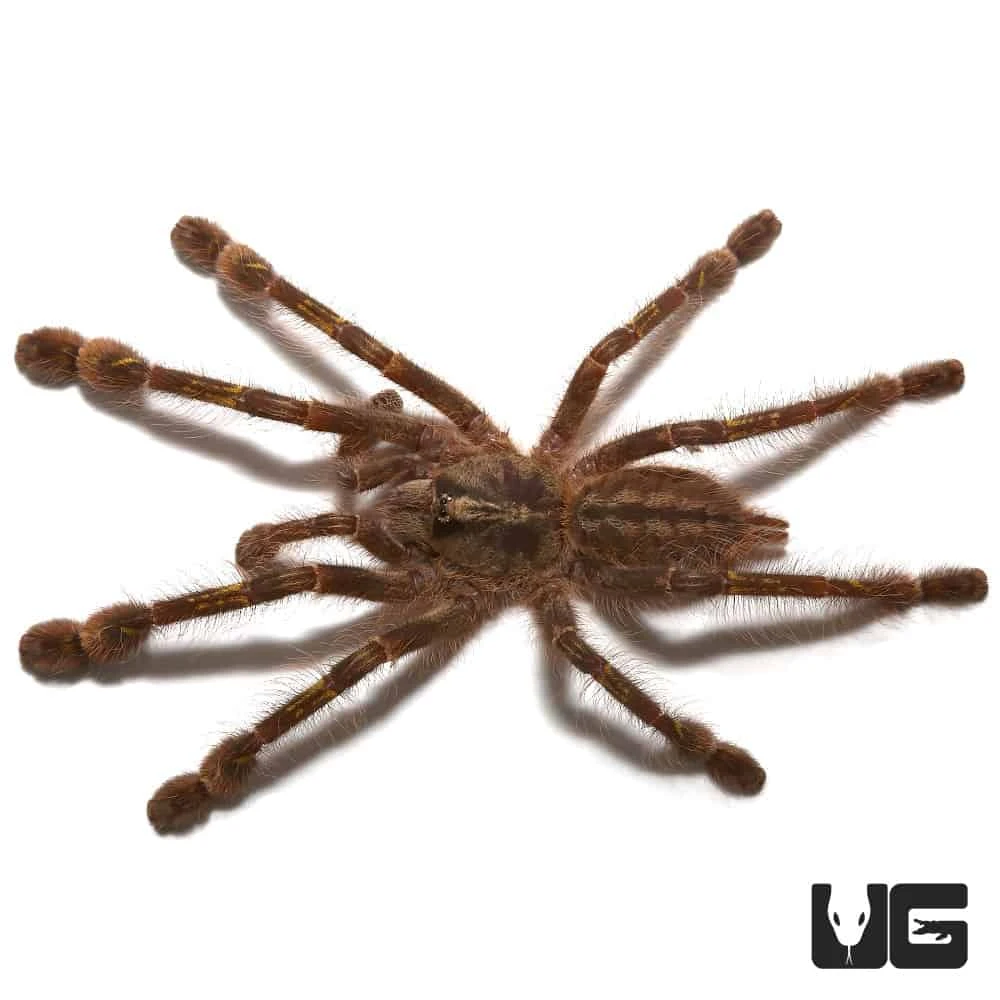 Redslate Ornamental Tarantula (3”) - Image 2
