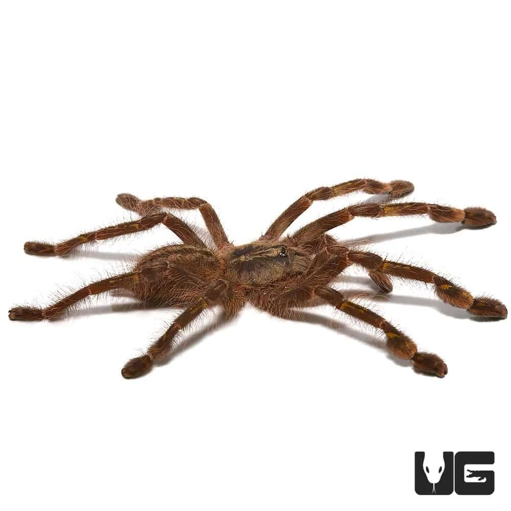 Redslate Ornamental Tarantula (3”) - Image 3
