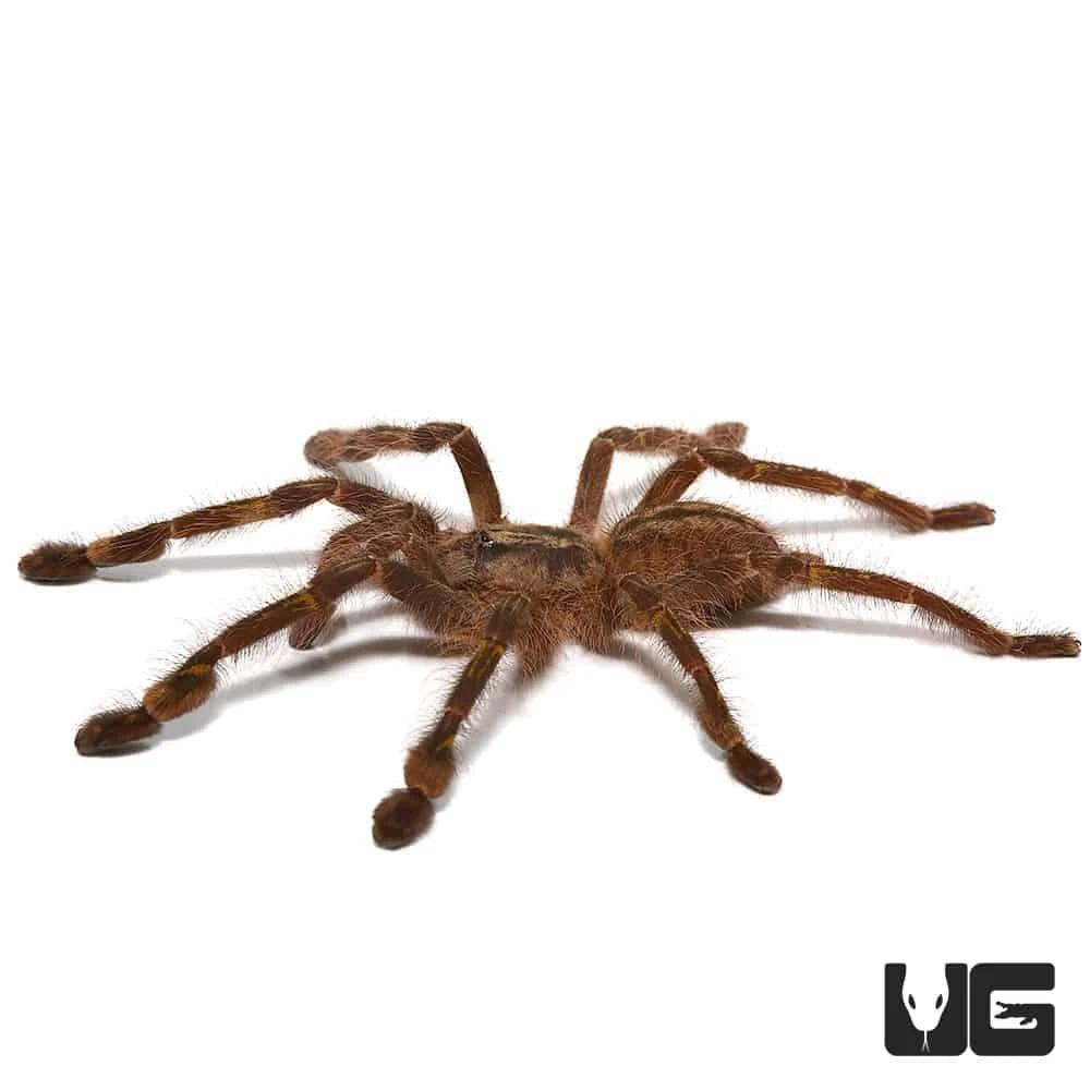 Redslate Ornamental Tarantula (3”) - Image 4