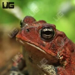 Red Southern Toad