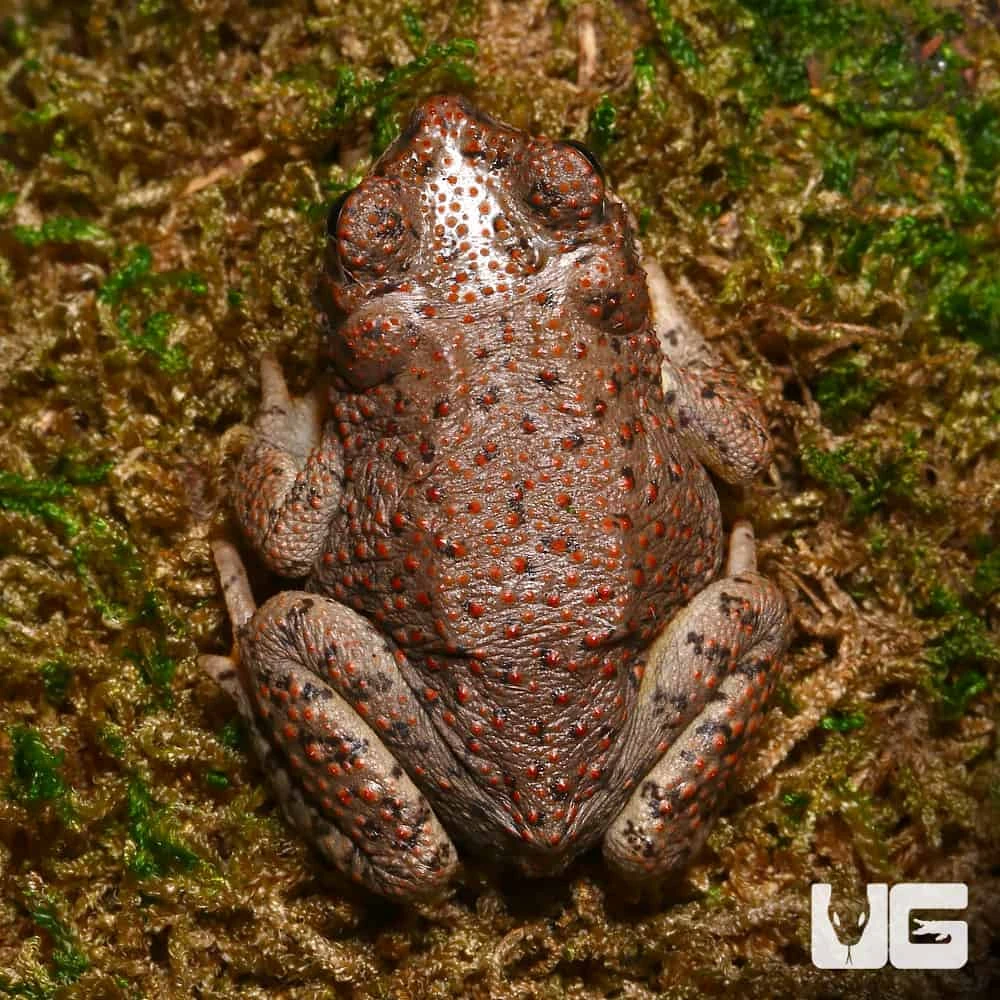 Red-Spotted Toad - Image 2