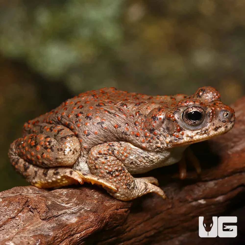 Red-Spotted Toad - Image 3