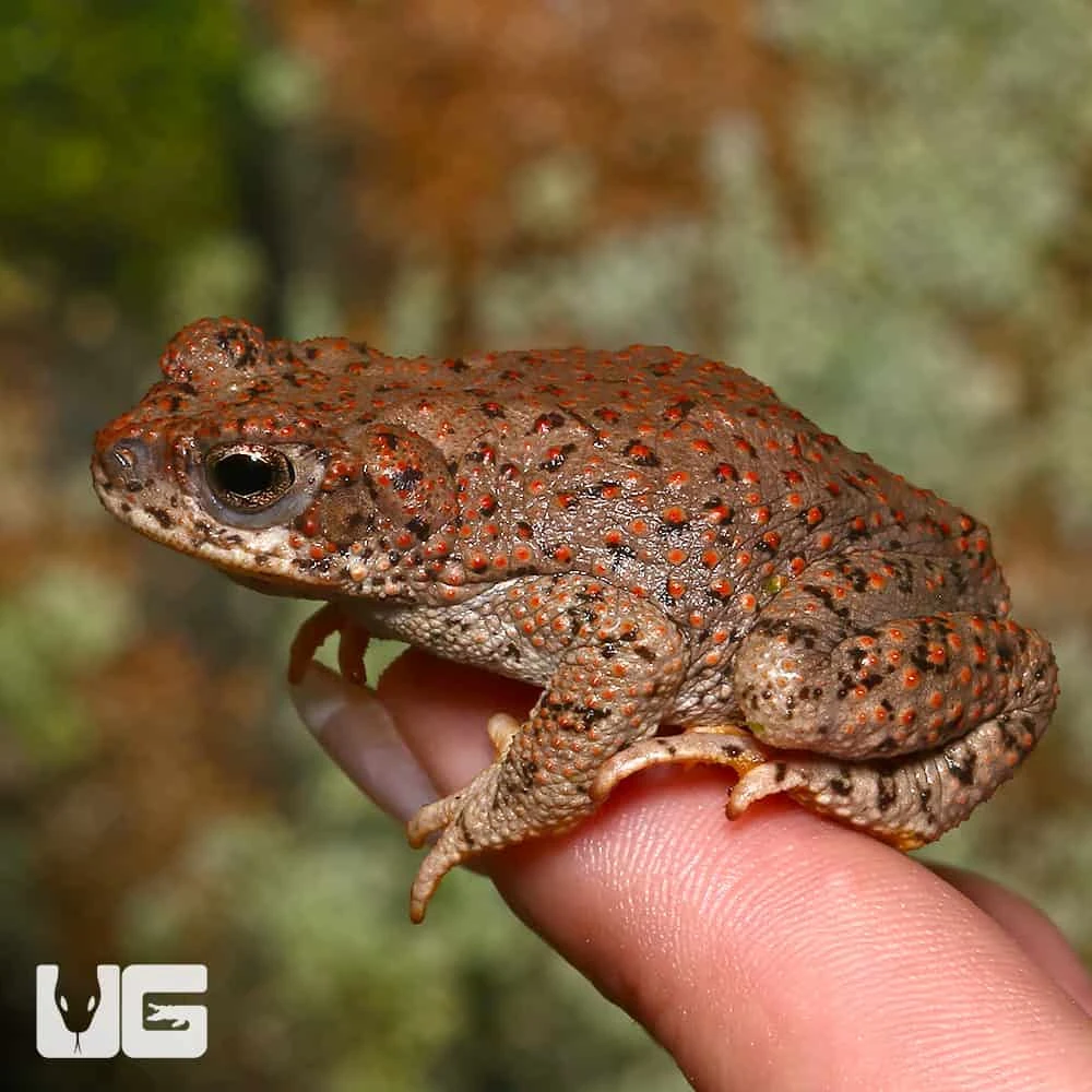 Red-Spotted Toad - Image 4
