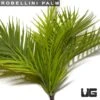 Robellini Palm