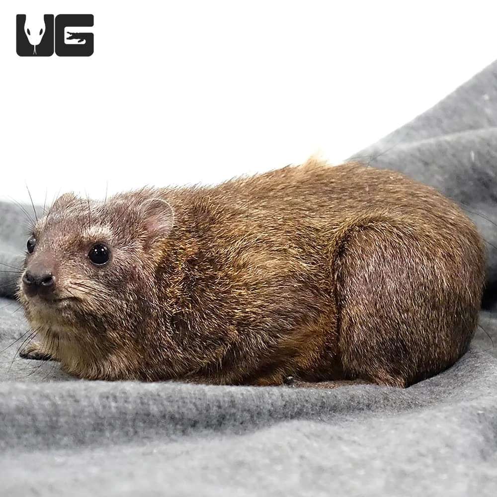 Rock Hyrax - Image 2