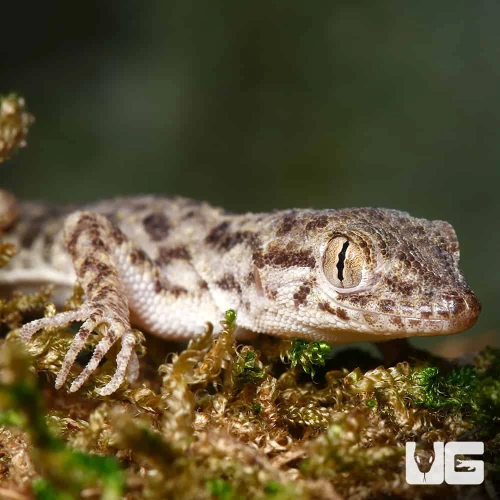 Rough Tailed Gecko - Image 2