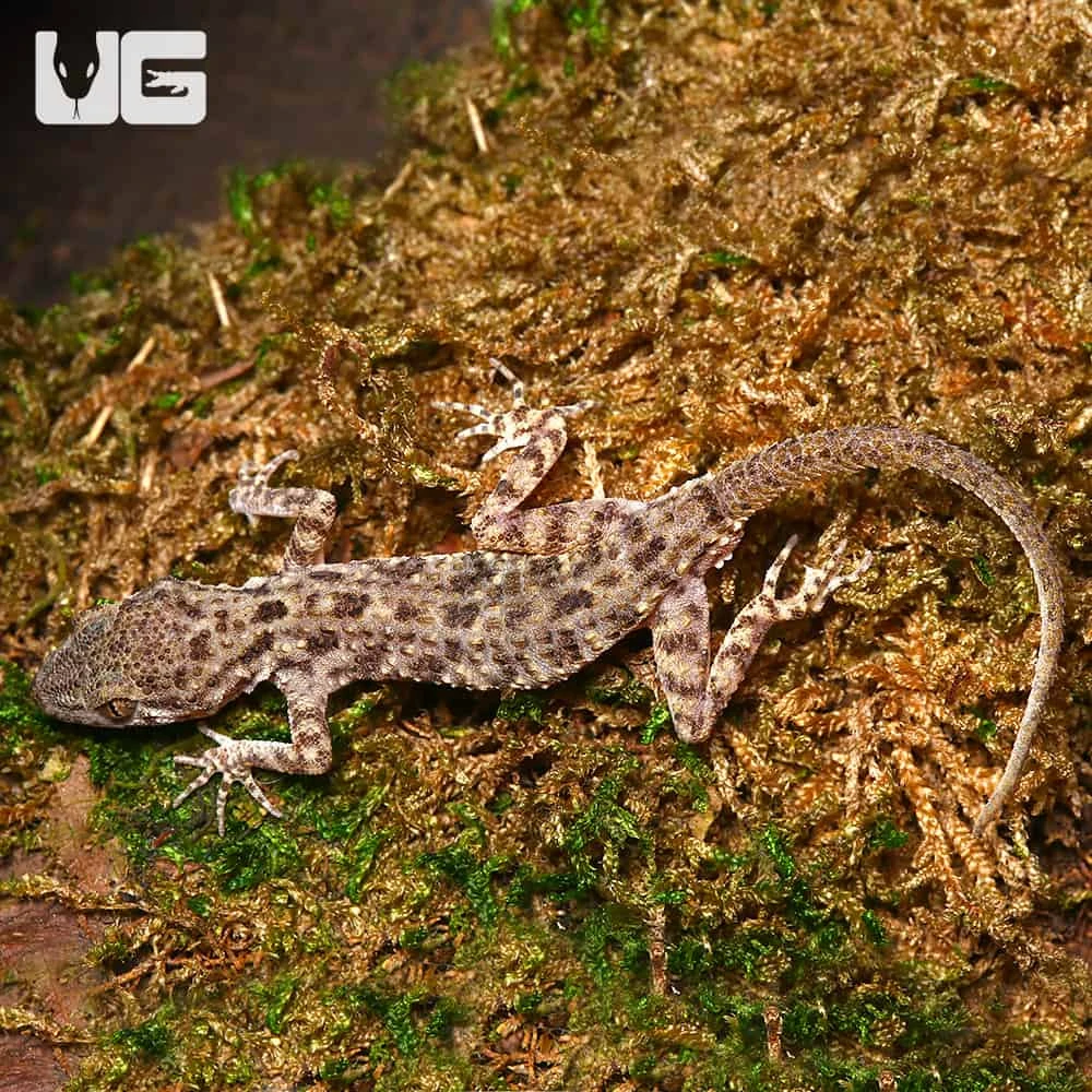 Rough Tailed Gecko - Image 3
