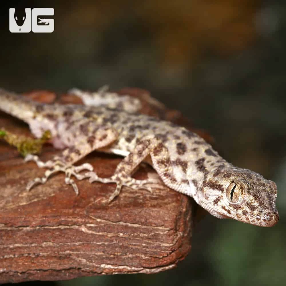 Rough Tailed Gecko