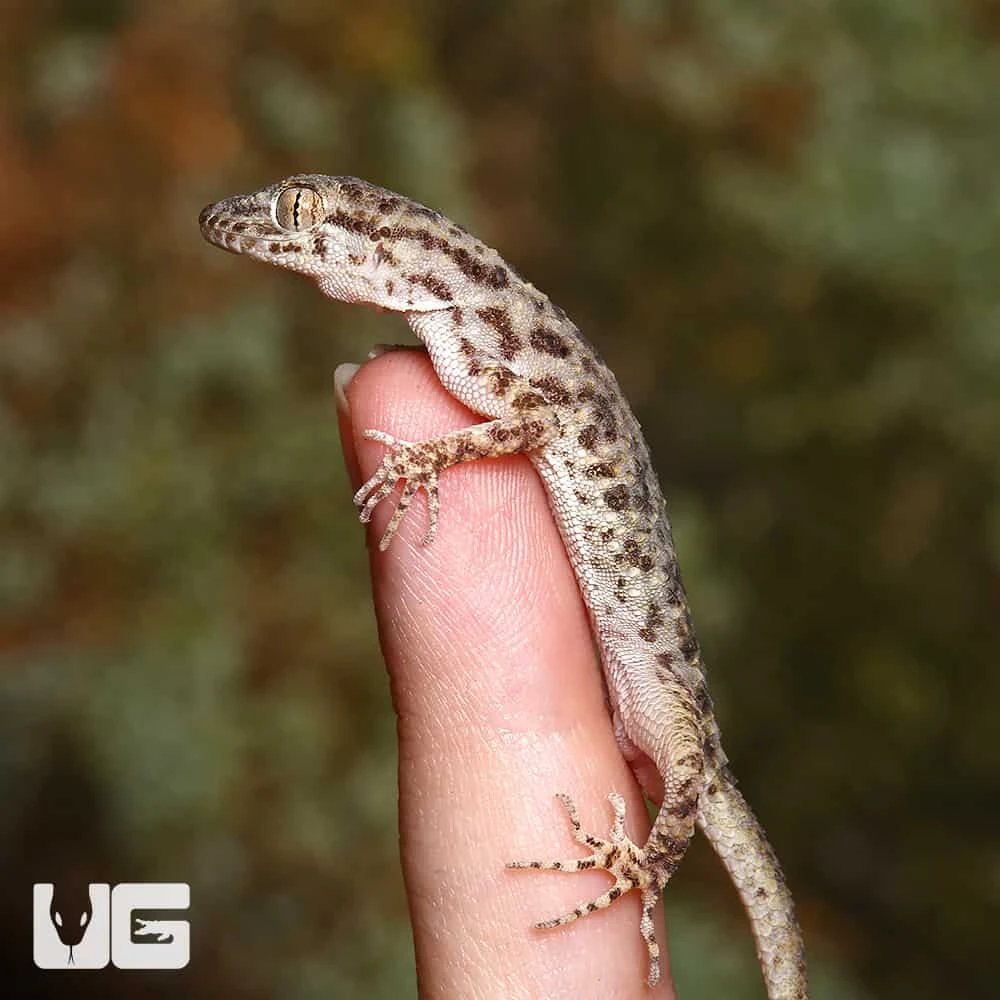 Rough Tailed Gecko - Image 4