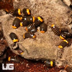 Rubber Ducky Pill Millipede