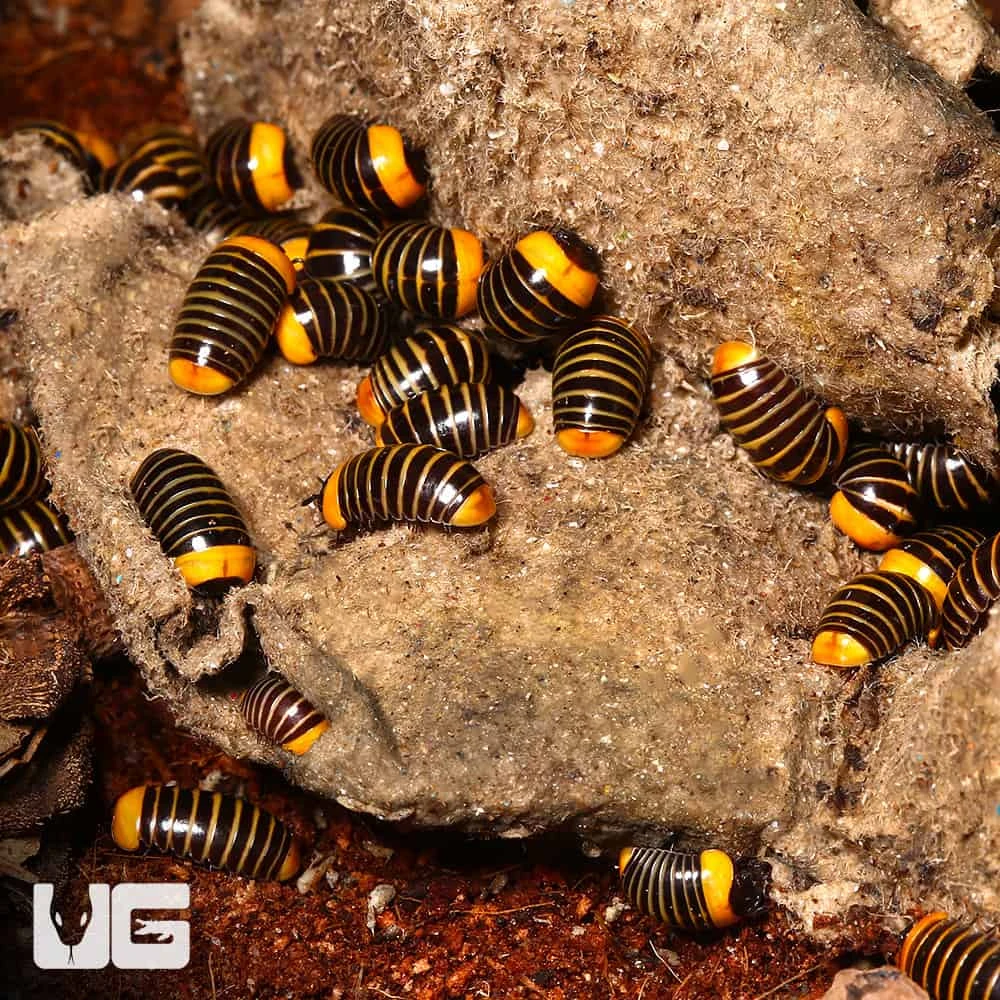 Rubber Ducky Pill Millipede