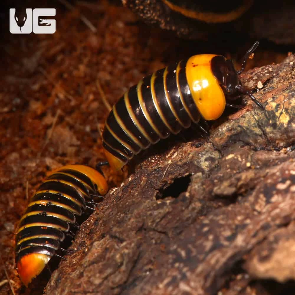 Rubber Ducky Pill Millipede - Image 2