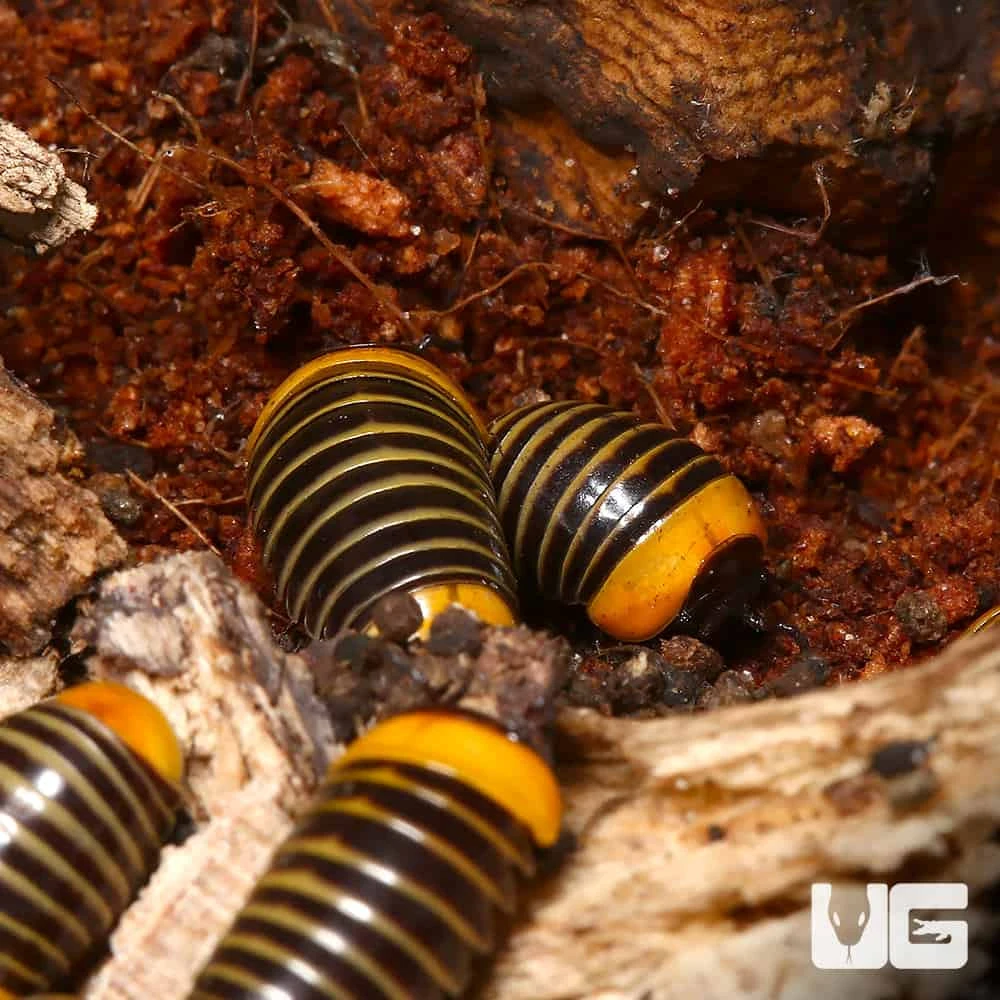 Rubber Ducky Pill Millipede - Image 3
