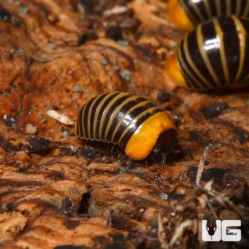 Rubber Ducky Pill Millipede - Image 4
