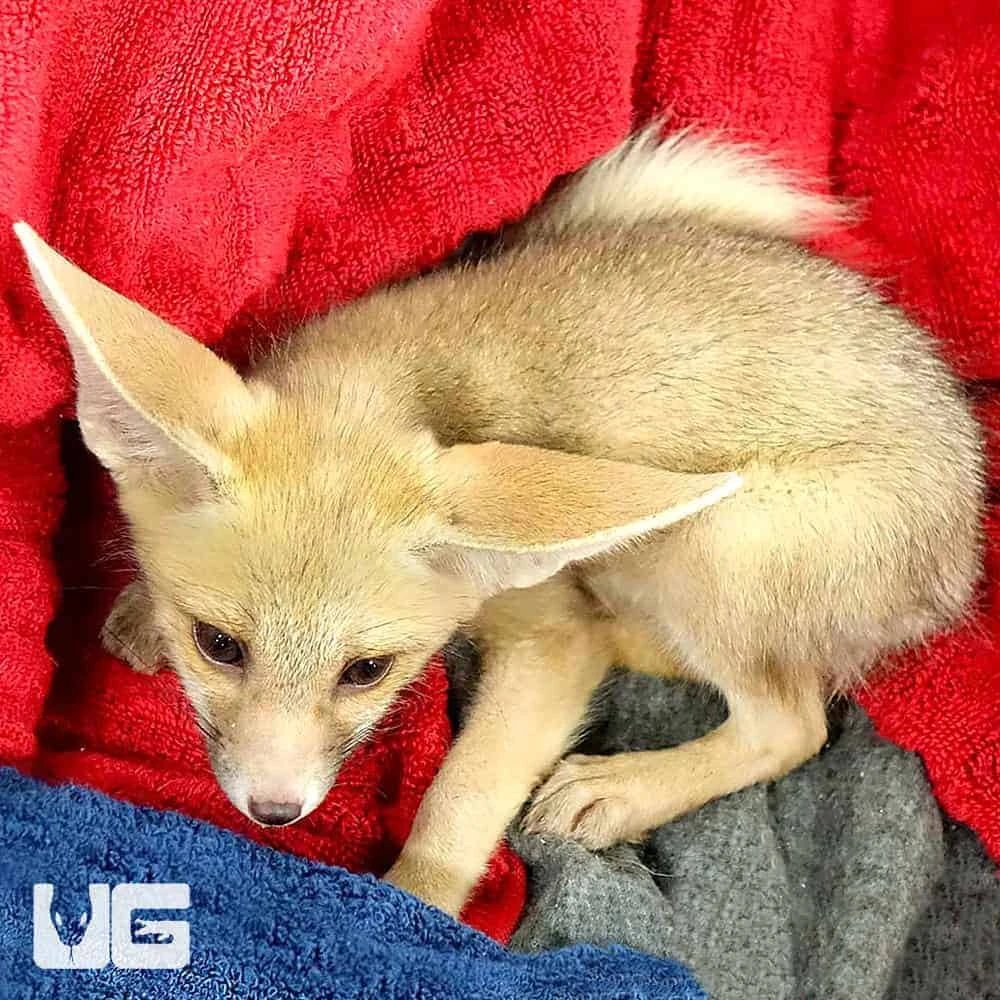 Ruppell’s Fox - Image 3