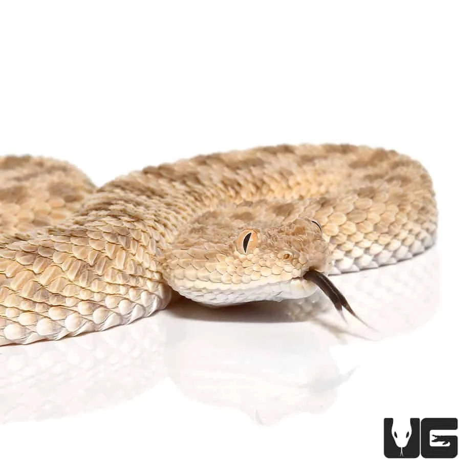 Saharan Sand Viper