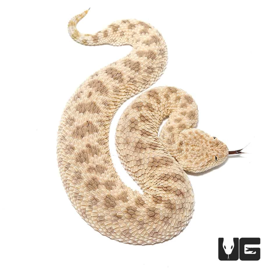 Saharan Sand Viper - Image 2