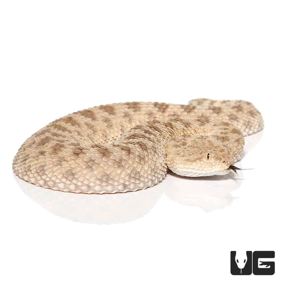 Saharan Sand Viper - Image 3