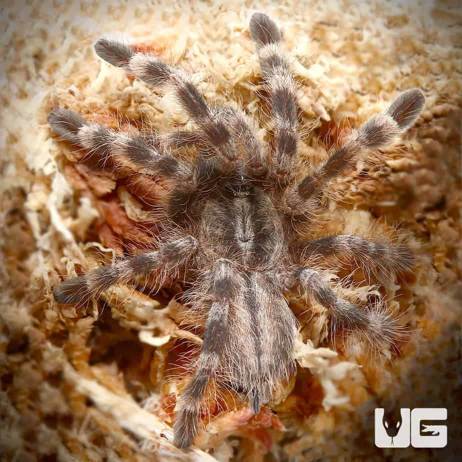 Salem Ornamental Tarantula (1.75 – 2.25”)