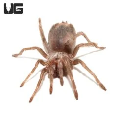 Salmon Pink Birdeater Tarantula (.5 – .75”)
