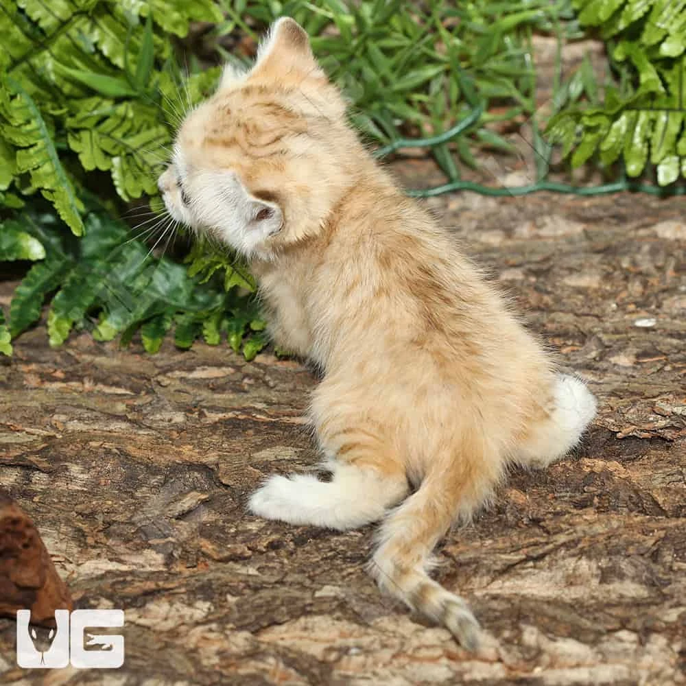 Sand Cat Kittens - Image 7