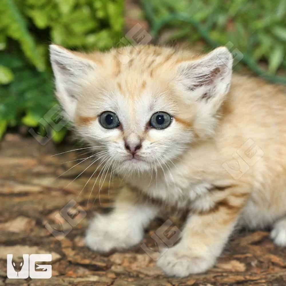 Sand Cat Kittens - Image 6