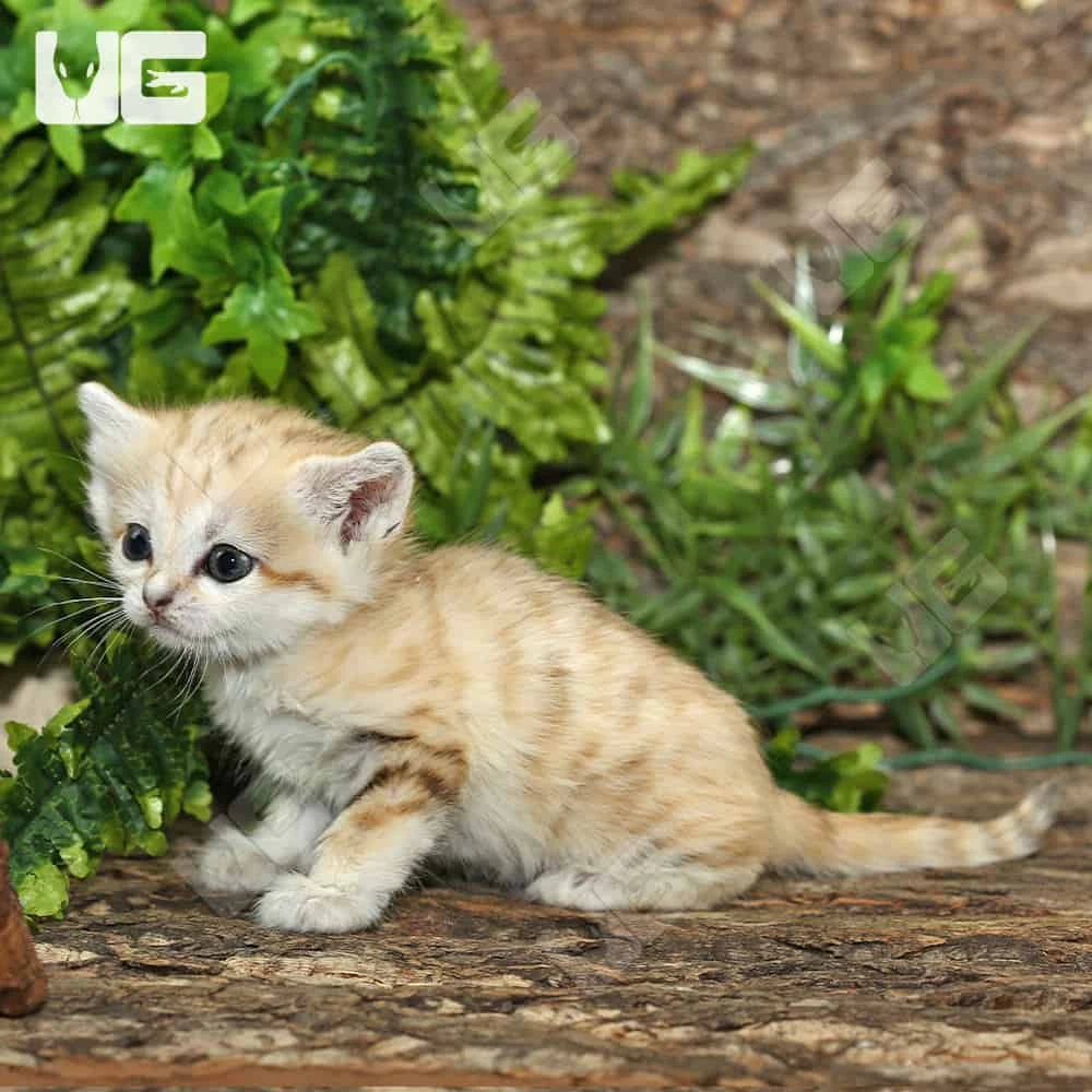 Sand Cat Kittens - Image 12