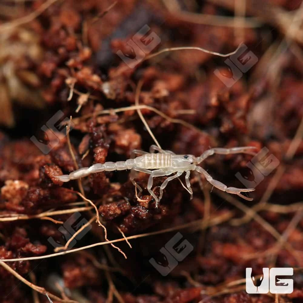 Baby Sand Devil Scorpion - Image 4