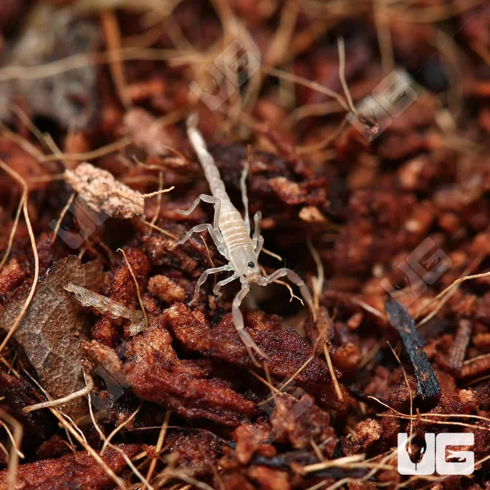 Baby Sand Devil Scorpion - Image 2