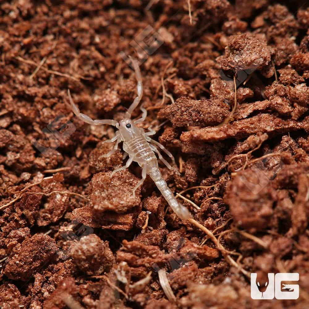Baby Sand Devil Scorpion - Image 3